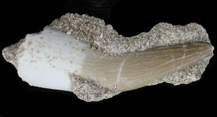 Fossil Plesiosaur Tooth with Matrix - Morocco #39794